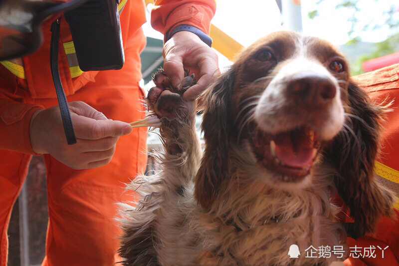 心疼!搜救犬废墟中搜寻受困人员 数次累得瘫倒在地 爪子都磨烂了