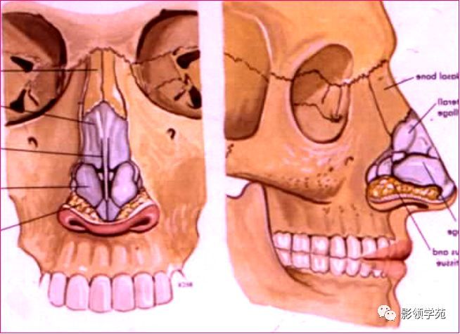 长方形 上端窄,厚,下端宽,薄 两面,四缘 上颌骨额突 额骨鼻部 鼻中隔