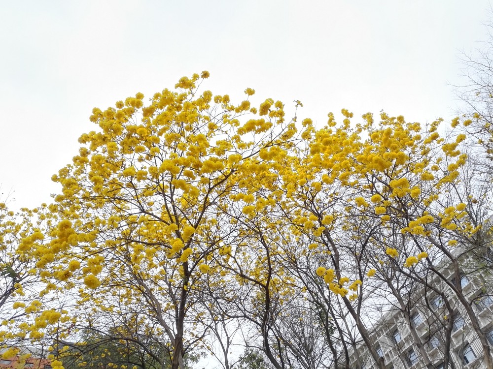 3月来广州天河观赏黄花风铃花