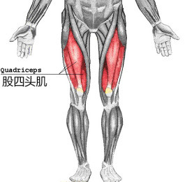 一,正向哈克深蹲主要刺激的是我们的大腿前侧肌群(以股四头肌为主)