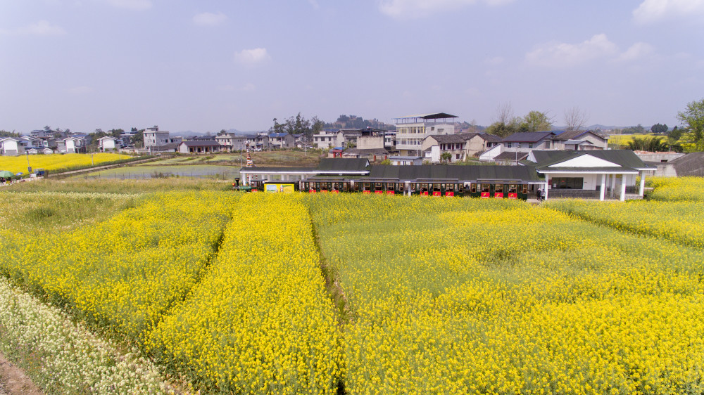 3月12日,一列观光小火车在重庆市潼南区崇龛镇陈抟故里油菜花景区里