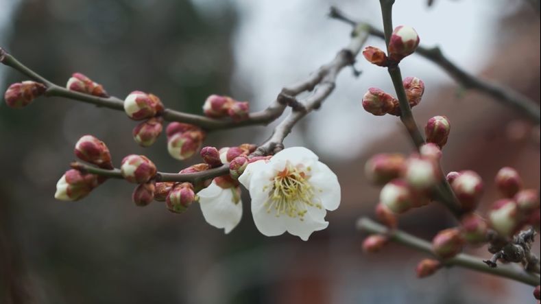 给大家隆重介绍中山公园的三位"梅花选手",带大家进一步了解梅花家族