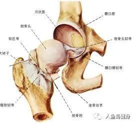 强化髋关节活动度的训练!_腾讯新闻