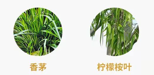 安全配方 除螨包中,含有"天然的除螨剂"——柠檬桉叶,香茅