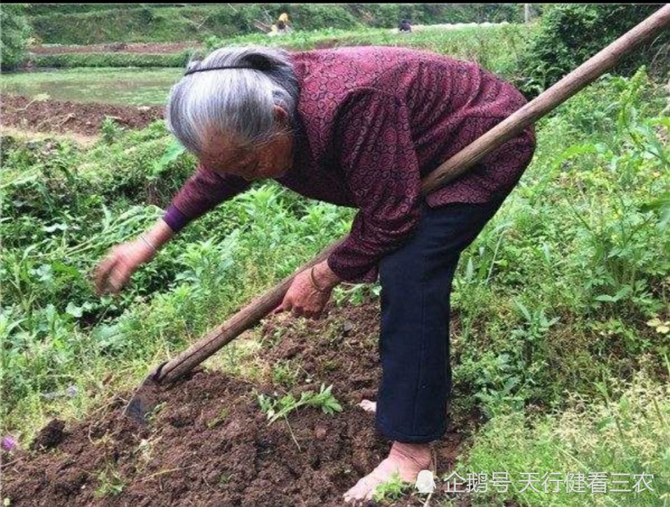 七十多岁农村老人还下地干活,不是干惯了闲不下来,而是被迫无奈