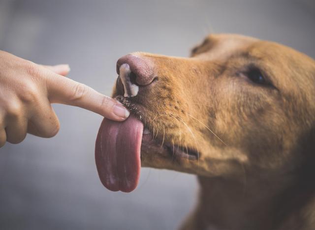 狗狗肢体语言解读:狗狗为什么要舔主人,这个动作相当于哪些意思