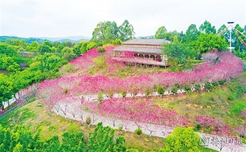 客都春意浓花开待君至