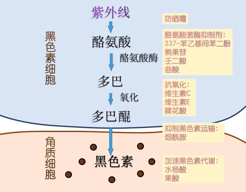 酰胺是抑制黑色素运输的一把好手,它还能阻止蛋白质糖化,增强皮肤屏障