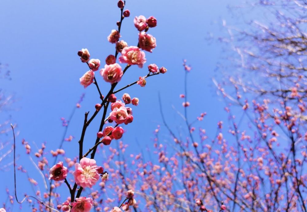 万朵梅花在梅花林中争奇斗艳,春天也在暗香浮动中悄悄来临.