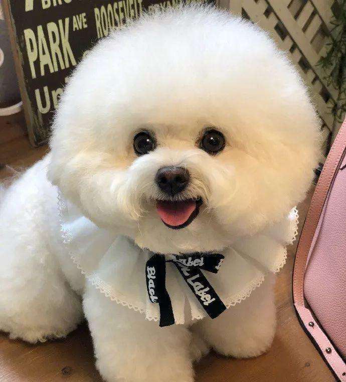 12星座的专属狗狗,你的是什么呢?