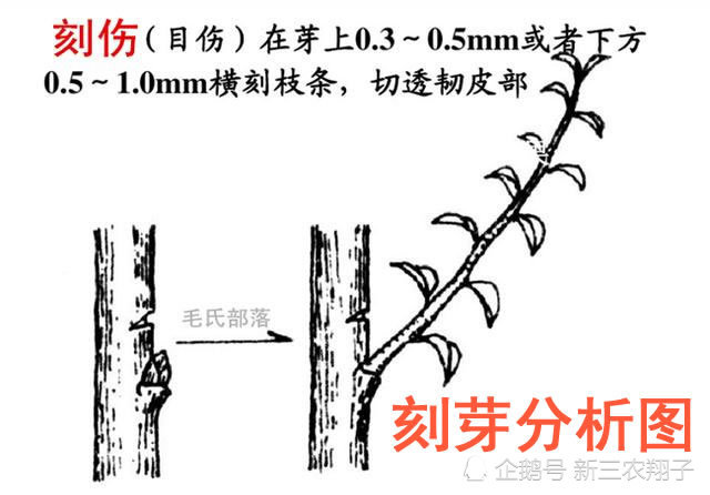 果树刻芽可以人为控制花芽数,丰产措施之一,刻芽技术详解及注意事项