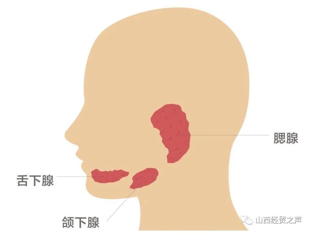 大唾液腺包括腮腺,下颌下腺和舌下腺三对,它们是位于口腔周围独立的