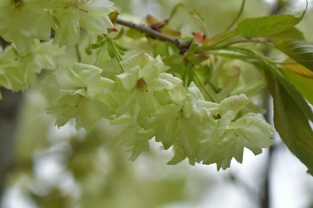 日本晚樱c. serrulata var. lannesiana "郁金"(摄于武汉大学,2019.3.