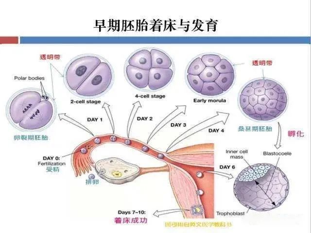 质量进行评估,采用合适的辅助方法,如未成熟卵母细胞的体外成熟等技术