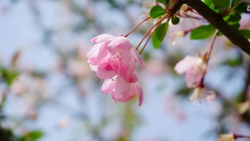 花开时节,想见你