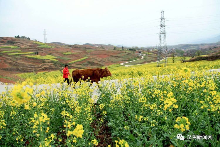 城关镇的草桥村,五一村 油菜花观景点