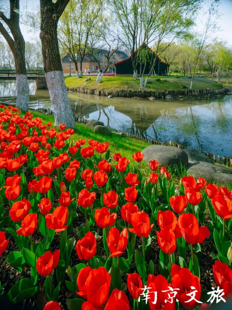 绿博园内春和景明,绚丽多姿的郁金香花海不要错过!