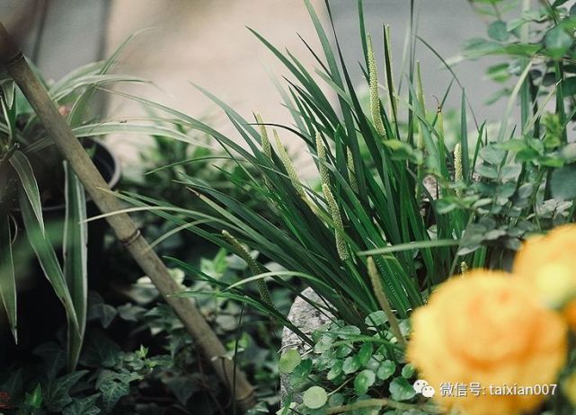 如何让菖蒲开花?
