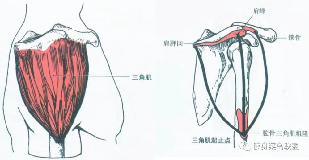 三角肌后束起自肩胛冈,止于肱骨三角肌粗隆,功能包括 外展, 外旋