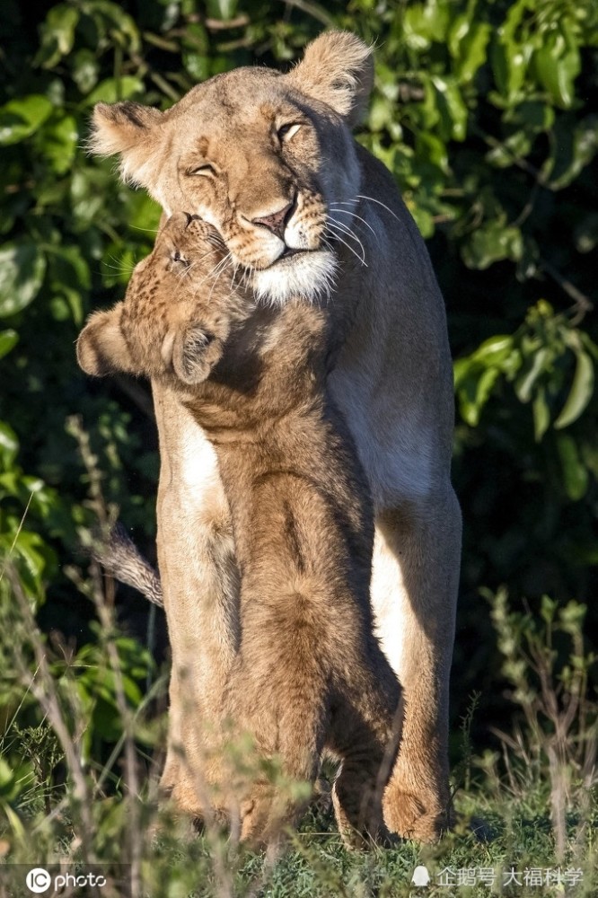 摄影师抓拍小动物亲密拥抱照,友爱温馨一家亲!