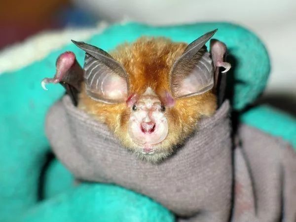 horseshoe bat,snowshoehare 有专业人士解释,认为可能是从英文(chinese horseshoe bat)直译的结果