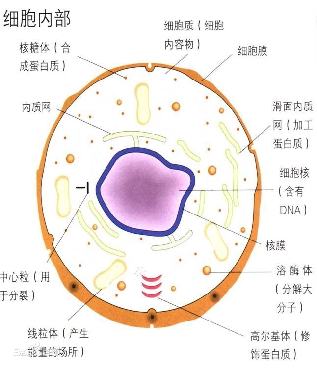 新型冠状病毒83:番红,固绿,胞浆,单链缺刻