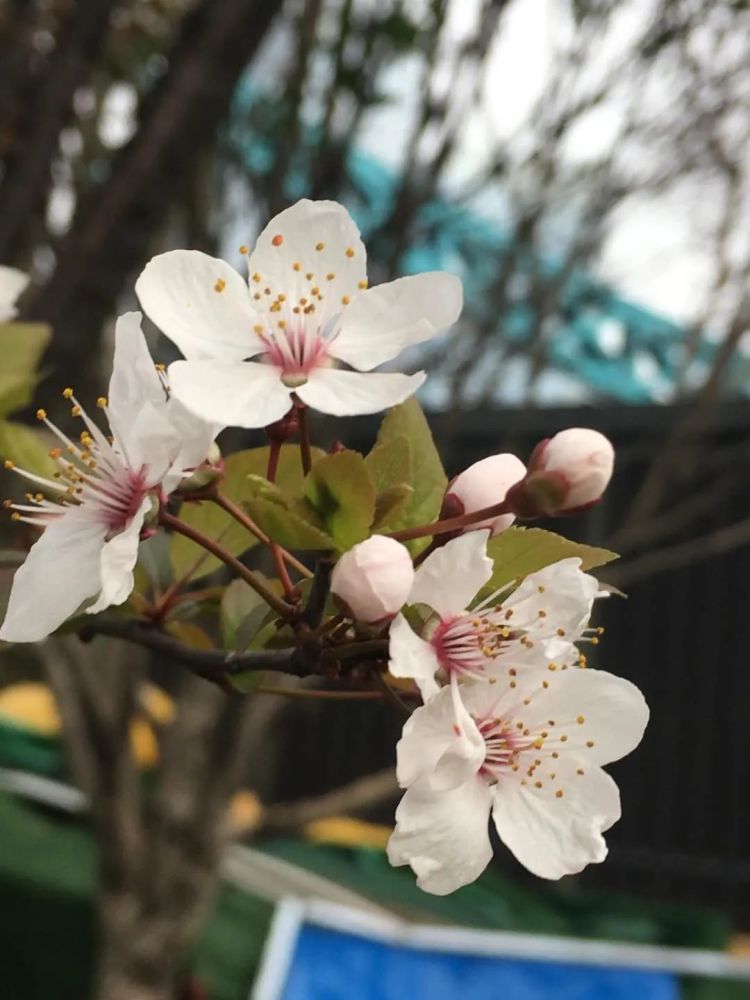 武汉的樱花开了