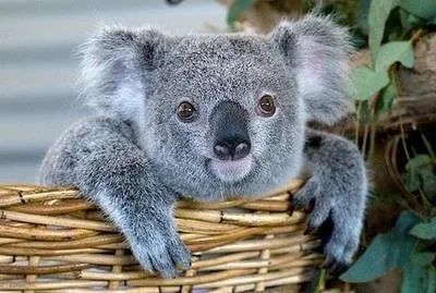 考拉也是澳洲的本土动物,只有在澳大利亚可以抱着可爱的考拉合照.