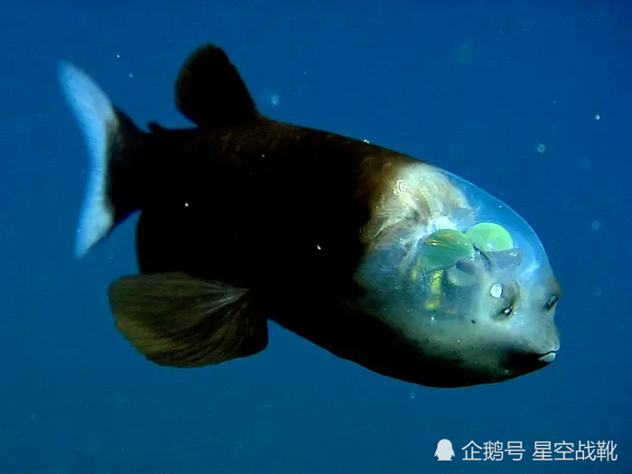 它们主要吃鱿鱼卵,科学