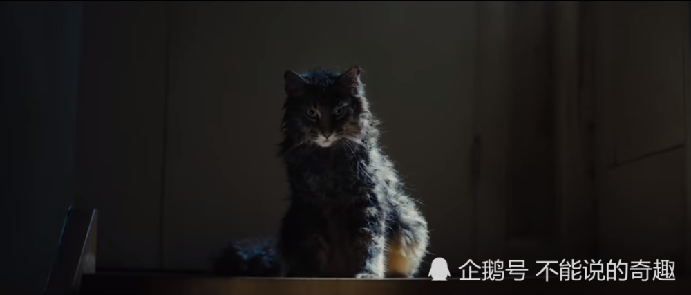 那些在影视作品里饰演不同风格的猫猫,究竟是怎么来的