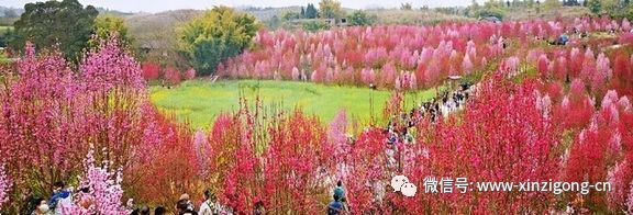 景点一:富顺县板桥镇千秋村