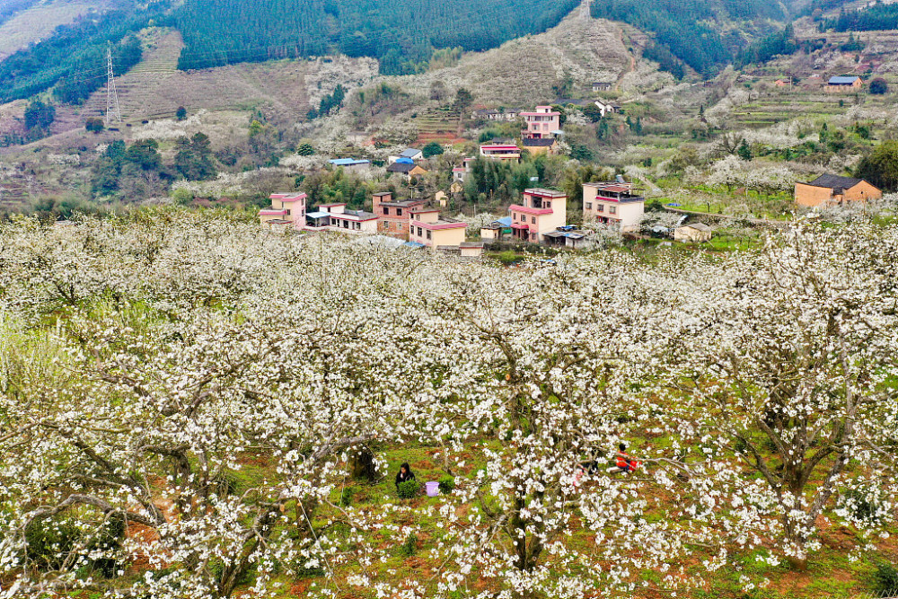 广西桂林航拍山间梨园梨花盛开白如雪