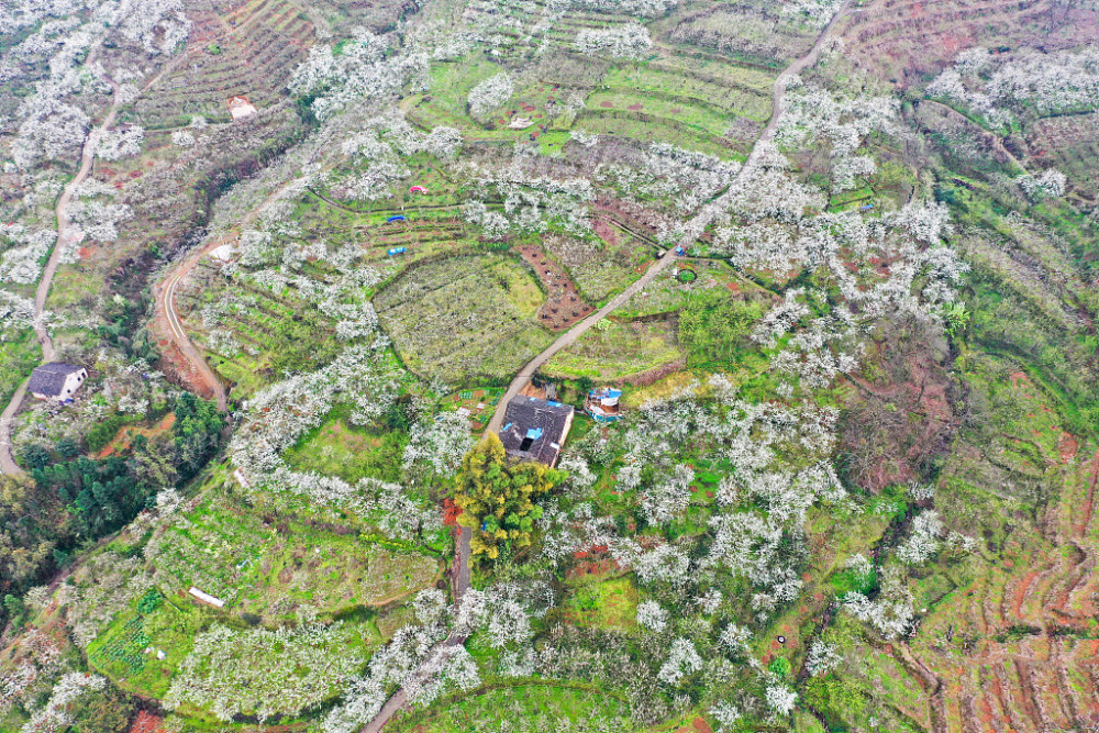 广西桂林航拍山间梨园梨花盛开白如雪