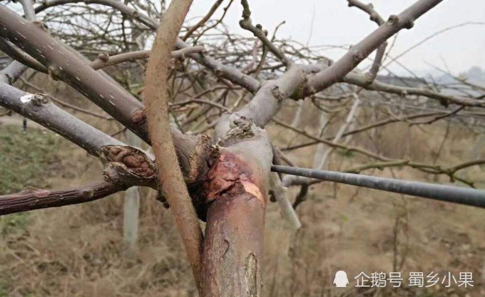 猕猴桃感染这个病害,整个园区基本就毁了!应当如何有效预防?