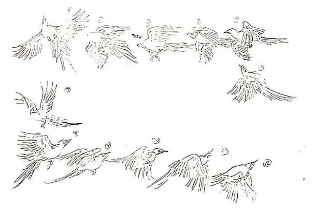 结合上边的喜鹊写生,掌握喜鹊飞翔时的规律,绘制出喜鹊飞翔时的一程序