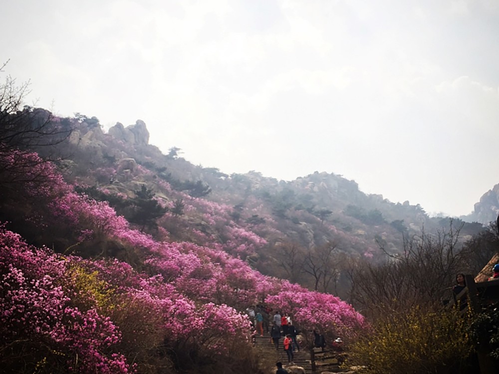 大珠山人口_大珠山杜鹃花图片(3)
