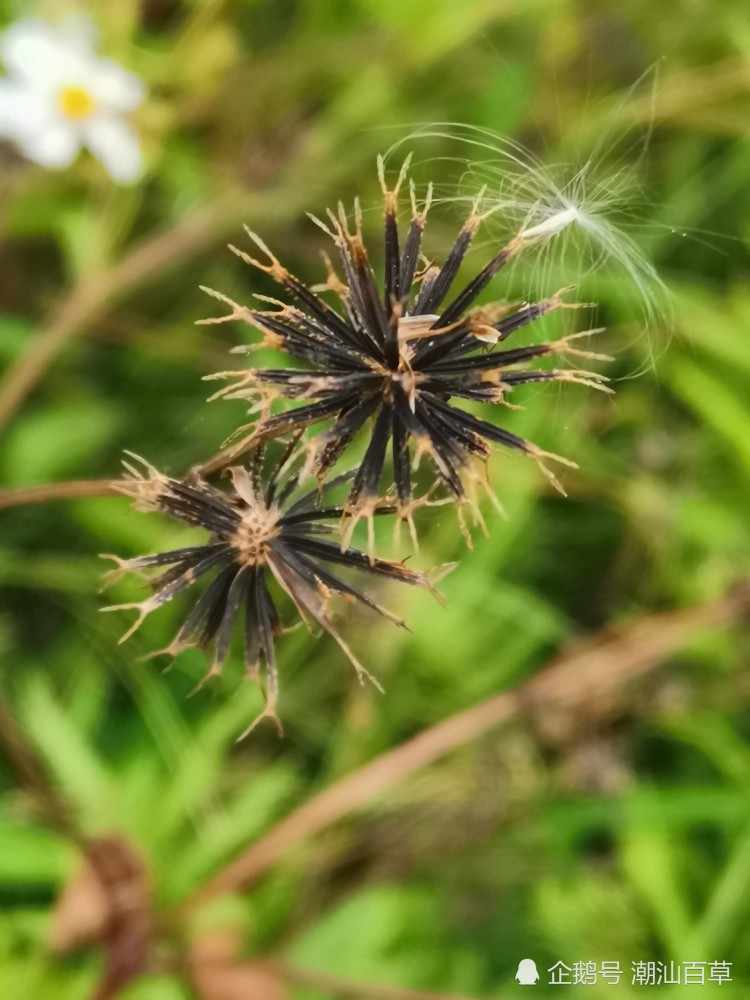 潮汕中草药之四方枝苦楝,是感冒,肠炎,偏头痛都用的鬼针草.