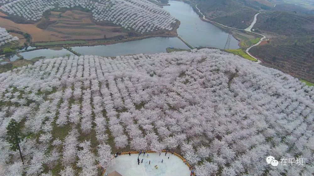 安顺黄腊樱花即将盛开我们一起赏花去