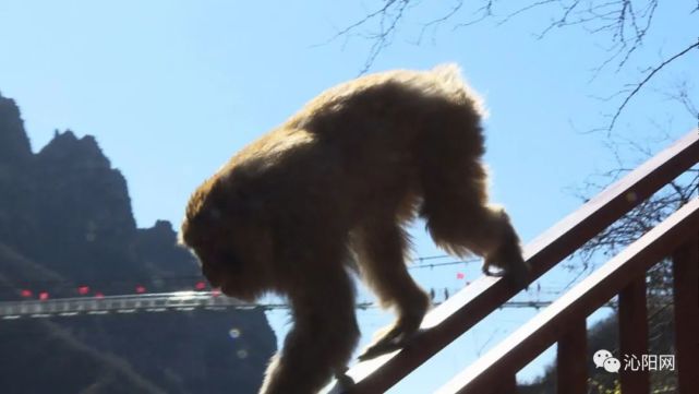 国家5A级神农山风景名胜区于3月14日正式恢复开放