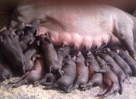 杜洛克红毛猪竟有600多斤,红毛猪留种和饲养管理需要注意什么?