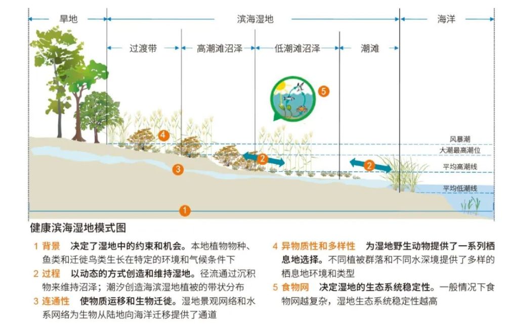 黄河三角洲站:长期生态学研究为滨海湿地保护提供科技支撑丨中国科学