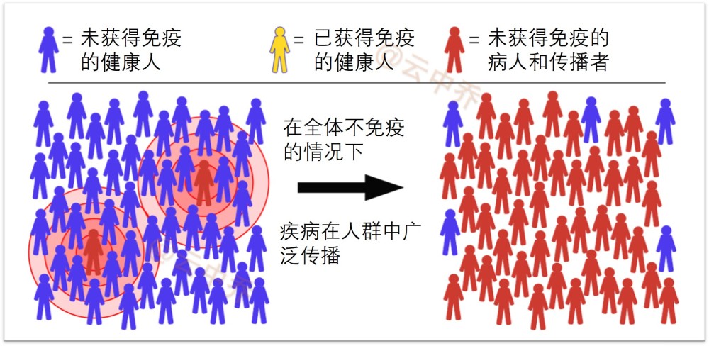 新冠病毒欧洲群体免疫的原理,优势和缺陷,万一身陷其中的应对方法