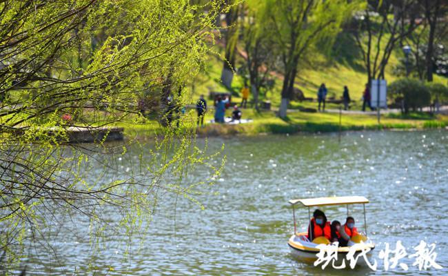 提前入春了,南京春光满城,繁花与共