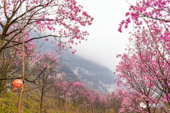 幕春,北川药王谷的辛夷花,娇艳欲滴