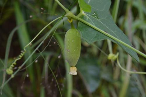 这种野生黄瓜的学名是"茅瓜.