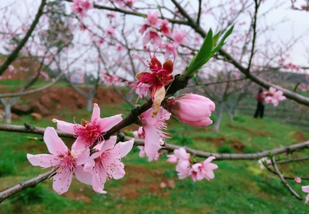 疫散花开:祁东金桥/观赏桃花 认领桃树