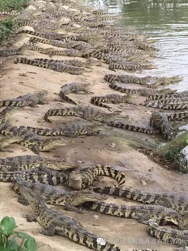 是一家专门从事鳄鱼和鳄鱼龟养殖,繁殖及销售,鳄鱼鳄鱼龟深加工产品的