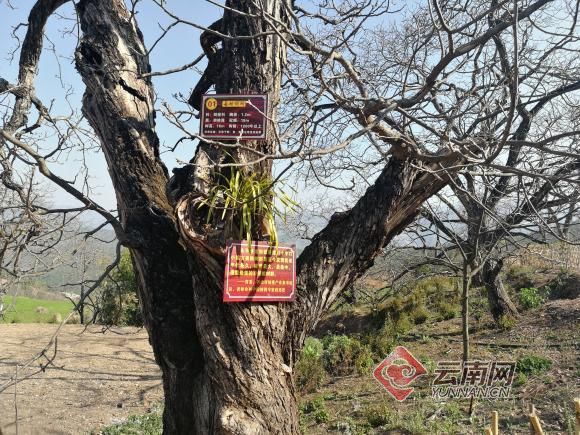云南黑树镇有多少人口_云南人口分布密度图