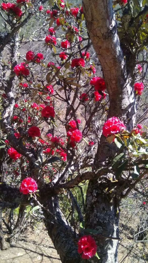 兰坪杜鹃花成海,太美!不要错过!