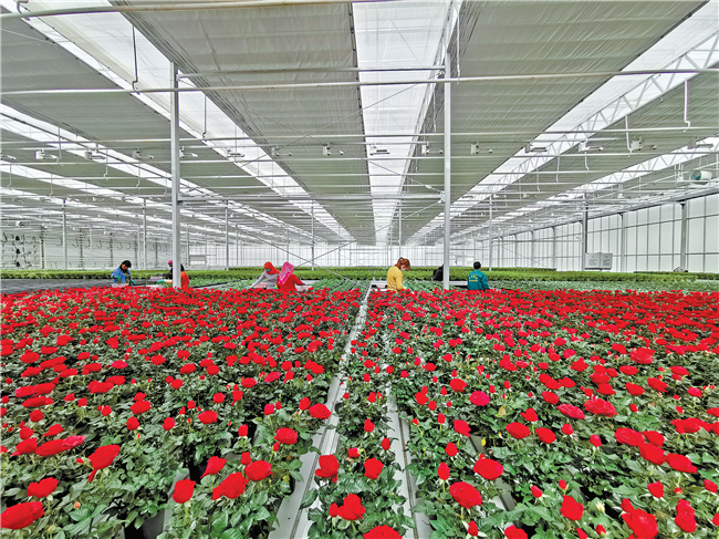兰州新区花卉产业基地今日投运